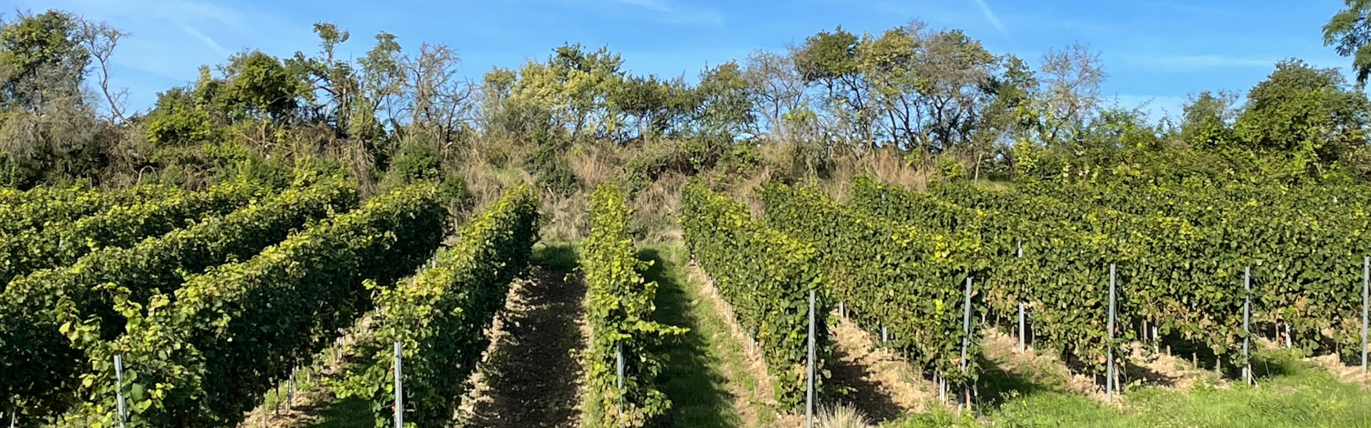 Weinanbau